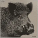 INFRARED-ID RBOARHD1    THERM BOAR HEAD TARGT - Infrared_Id