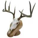 Walnut Hollow Deluxe Euro Skull Display Kit Oak 29635 - Walnut Hollow