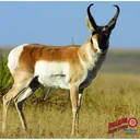 DuraMesh Archery Target Antelope 25 in x 32 in DM201 - Duramesh