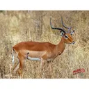 DuraMesh Archery Target Impala 25 in x 32 in DM232 - Western Recreation