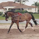 PESSOA Lunging System For Horse/Pony - Pessoa