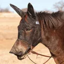 CASHEL Quiet Ride Mule Long Nose Fly Mask Ears - Cashel Company
