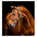 HORSEWARE IRELAND Horseware Signature Leather Headcollar (DHHLM0) - Horseware Ireland