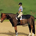 CASHEL Quiet Ride 2-Piece Bug Armor (QR-BA) - Cashel Company
