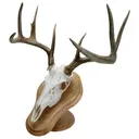 Walnut Hollow Deluxe Euro Skull Display Kit Oak - Walnut Hollow