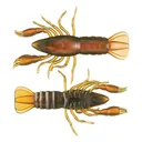 Livetarget Unrigged Crawfish 2.8" - Live Target