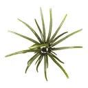Hag's Prickly Pear 9.9mm Lure - Hags Bait