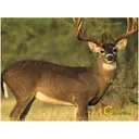 CALDWELL The Natural Series Whitetail Deer Target - Caldwell Shooting