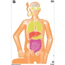 ALLEN EX Aim Makin Bones About It 23x35" Targets | 3 Pack - Allen