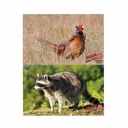 DURAMESH PHEASANT/RACCOON TARGET - Duramesh
