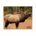 DURAMESH ELK TARGET - Duramesh