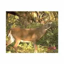 DURAMESH WHITETAIL #3 TARGET - Duramesh