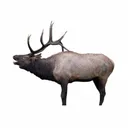 DEADNUTS OUTDOORS 2D Bull Elk Broadside Vital-X - Deadnuts Outdoors
