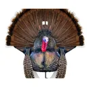 MONTANA DECOY Wiley Tom Turkey Decoy - Montana Decoy