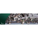 Cerus Gear Magnum XXL 14x48 Wild Ducks Promat Full Color - Cerus-Gear