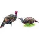 Montana DecoyCo PurrFect Pair XD Turkey Combo - Montana-Decoy-Co