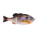 Berkley PB Gilly 90mm HD Bluegill - Berkley-Baits