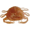 Berkley Gulp Peeler Crab 2'' Amber Glow 5pk - Berkley-Baits