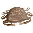 Berkley Gulp Peeler Crab 2'' Natural Peeler - Berkley-Baits