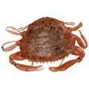 Berkley Gulp Peeler Crab 2'' New Penny - Berkley-Baits