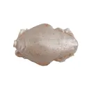 Berkley Gulp Sand Crab Flea 1'' Amber Glow 12pk - Berkley-Baits