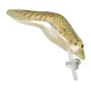 Rebel Wee Frog Neon Leopard Frog - Rebel-Lures