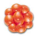 Berkley PB Egg Cluster Fluorescent Orange 25pk - Berkley-Baits