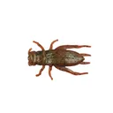 Berkley Gulp Cricket 1'' Breen - Berkley-Baits