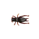 Berkley GulpAlive Cricket Cricket Brown - Berkley-Baits