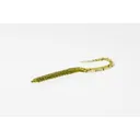 Zoom U-Tale 6'' Watermelon Red 20pk - Zoom-Baits