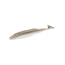 Zoom Swimmin Super Fluke Tennessee Shad 5pk - Zoom-Baits