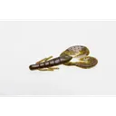 Zoom Super Speed Craw 4' Green Pumpkin Purple 8pk - Zoom-Baits