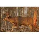 Birchwood Casey Eze-Scorer Targets Whitetail Deer Target 23"x35" 2/ct - Birchwood-Casey