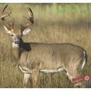 DuraMesh Archery Target Whitetail 4 25 in. x 32 in. - Duramesh