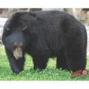 DuraMesh Archery Target Black Bear 25 in. x 32 in. - Duramesh