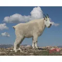 DuraMesh Archery Target Mountain Goat 25 in. x 32 in. - Duramesh