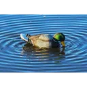 Mojo Outdoors HW2443 Rippler Mallard Drake Species Multi Color Plastic - Hunt Wise
