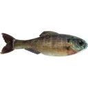 6th Sense Panorama 2.8" Jerkbait Live Bluegill - 6Th Sense