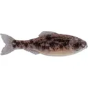 6th Sense Panorama 3.3" Jerkbait Live Goby - 6Th Sense