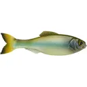 6th Sense Panorama 2" Jerkbait Ghost Minnow - 6Th Sense