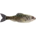 6th Sense Panorama 3.5" Jerkbait Live Crappie - 6Th Sense