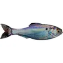 6th Sense Panorama 3.5" Jerkbait Live Gizzard Shad - 6Th Sense
