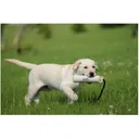 Avery 2" HexaBumper Dog Training Dummy White - Avery Sporting Dog