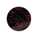 Do-it Molds Pro-Tec Powder Lure Paint Black Neon 2 oz - Do-It Molds