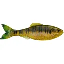 6th Sense Panorama 5" Jerkbait Live Sunfish - 6Th Sense