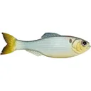 6th Sense Panorama 5" Jerkbait Shad Clone - 6Th Sense