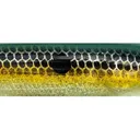 Strike King KVD Perfect Plastics KVD Swim'n Caffeine Shad 4" Swimbait Sexy Shad 2.0 - Strike King
