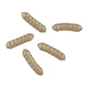 Berkley PowerBait Power Wigglers Worm White - Berkley