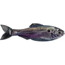 6th Sense Panorama 5" Jerkbait Live Threadfin Shad - 6Th Sense