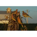 GHG Mourning Dove Decoy 6PK - Ghg